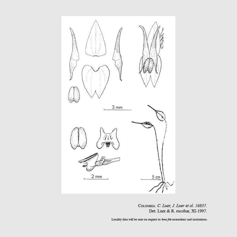 Lepanthes gelata